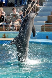 Wildlife Dolphin
